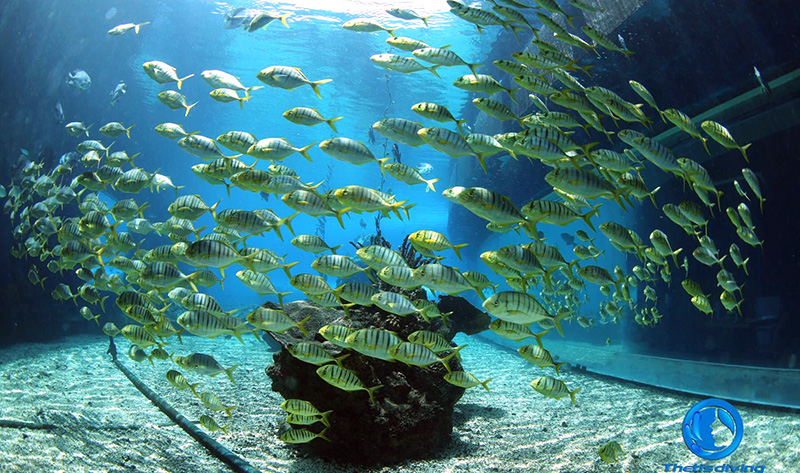 在水下如何節(jié)省空氣