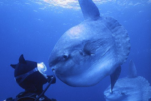 潛水時(shí)驚慌怎么辦？
