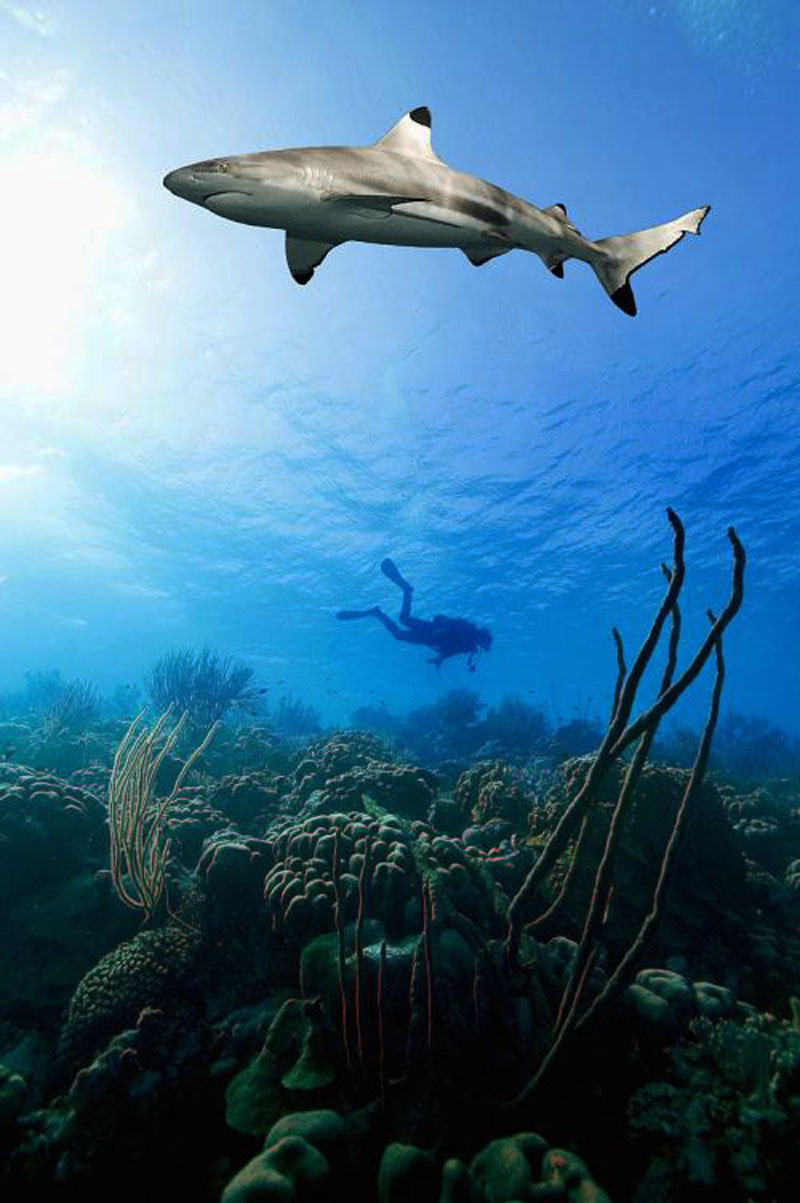 鯊魚為什么不吃潛水員？