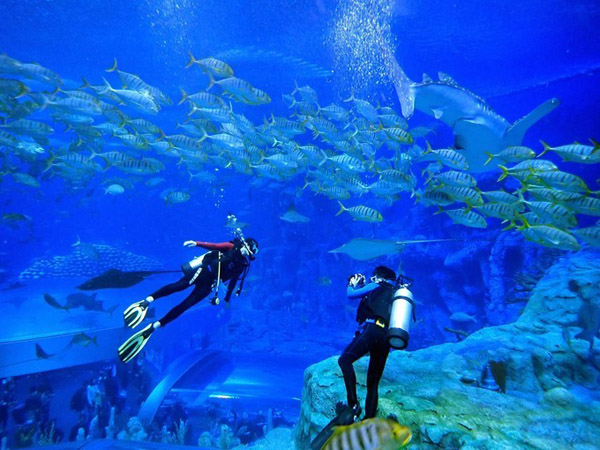 潛在水里，學(xué)做一條靜靜的魚