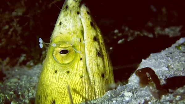 潛水拍照新姿勢(shì)，放下你的剪刀手，我們來這樣拍