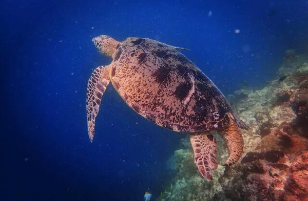 潛水拍照新姿勢(shì)，放下你的剪刀手，我們來這樣拍