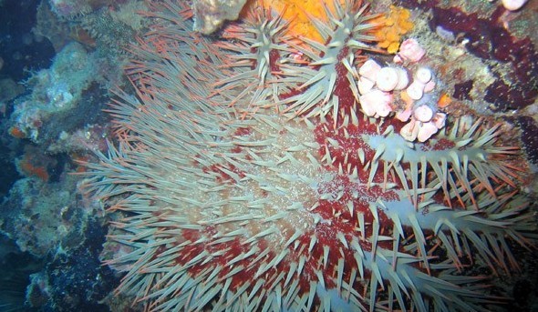 水下被海洋生物傷害到了該怎么辦？