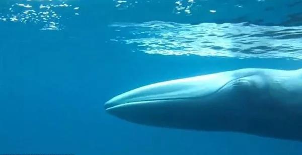 鯨魚(yú)科普-鯨魚(yú)大全送給你